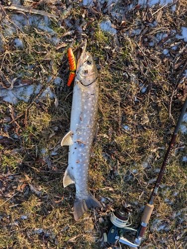 アメマスの釣果