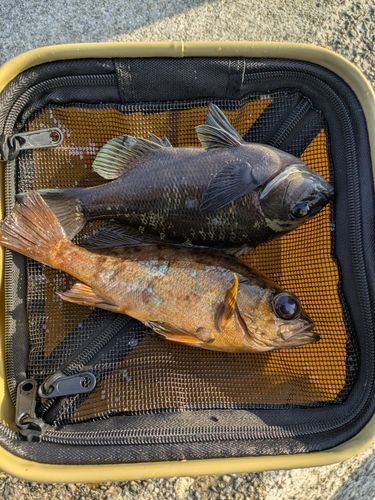 アカメバルの釣果