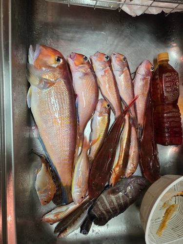 アマダイの釣果