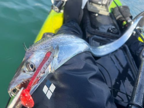 タチウオの釣果