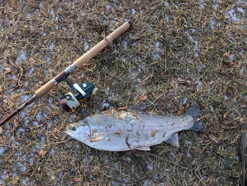 ニジマスの釣果