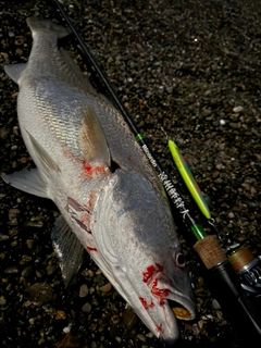 オオニベの釣果
