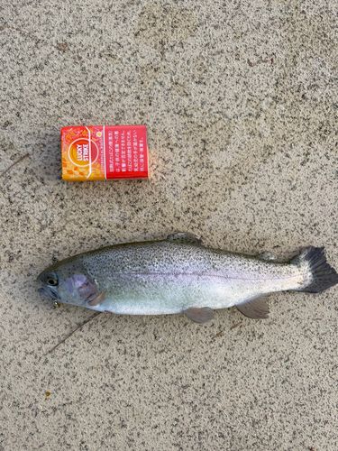 ニジマスの釣果