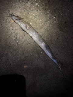 タチウオの釣果