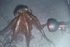 タコの釣果