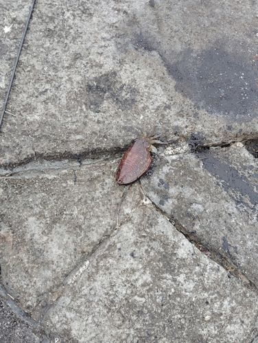 コウイカの釣果