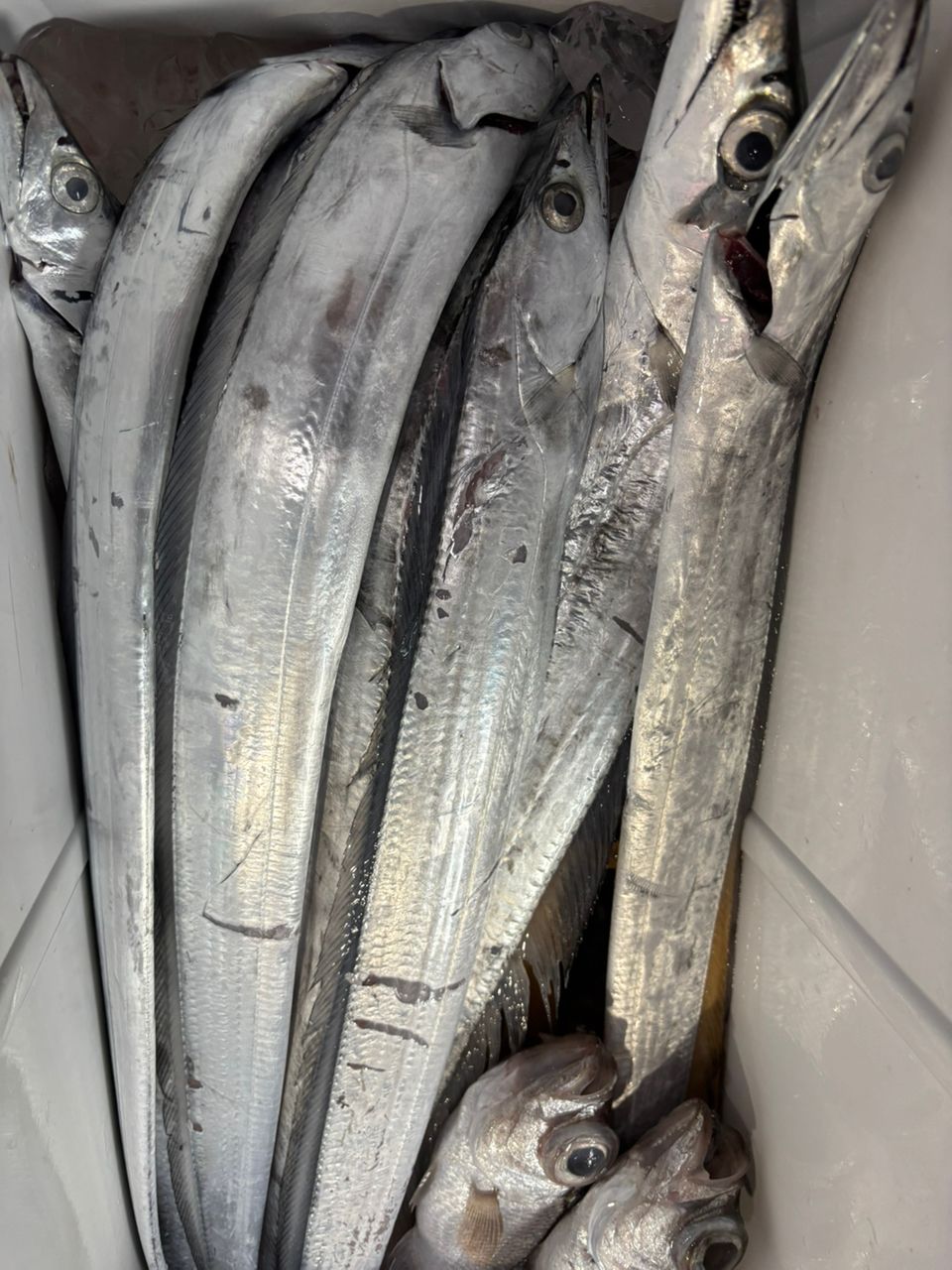 ダイワ 20 極鋭 コンセプト ゲーム L(ライト) HH-175AGS 楽天市場】ダイワ(Daiwa) 極鋭コンセプトゲームAGS L HH?175