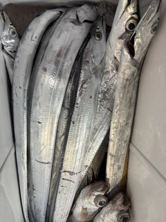 タチウオの釣果