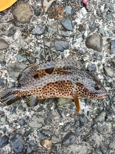 ヒレグロハタの釣果