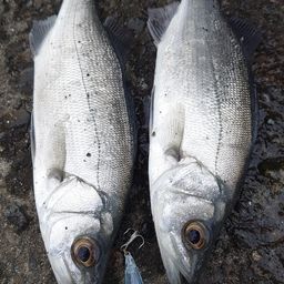 セイゴ（ヒラスズキ）