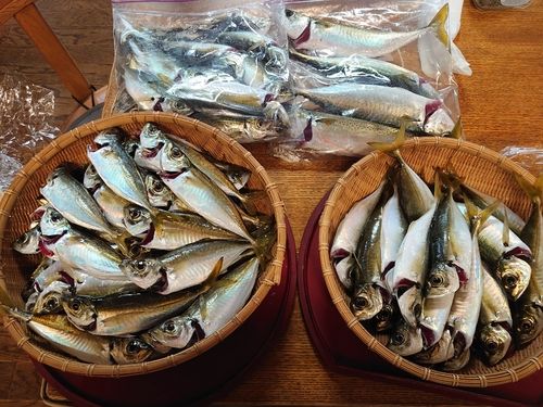 マアジの釣果