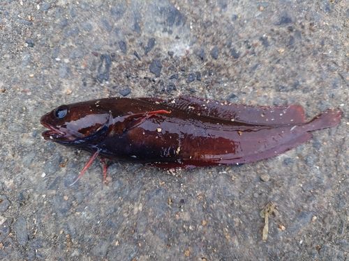 エゾイソアイナメの釣果