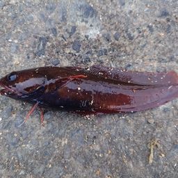 エゾイソアイナメ