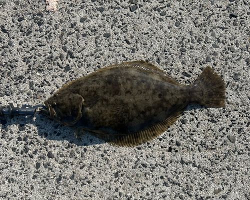 ヒラメの釣果