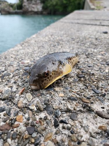 オジサンの釣果