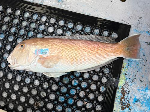 アマダイの釣果