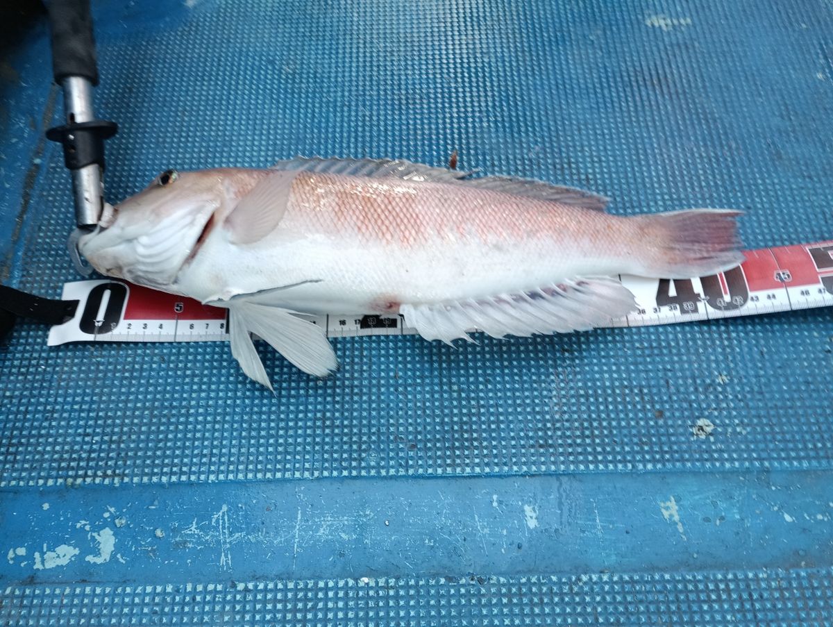 恵比寿丸1128さんの釣果 1枚目の画像
