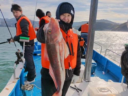 ホウボウの釣果