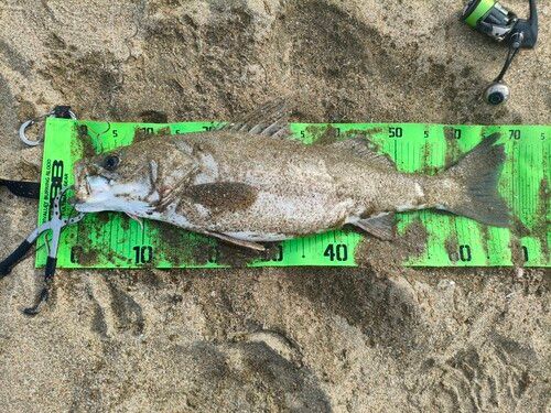 ヒラスズキの釣果