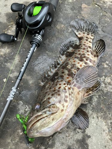 チャイロマルハタの釣果