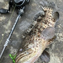 チャイロマルハタ