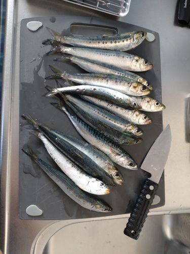 イワシの釣果
