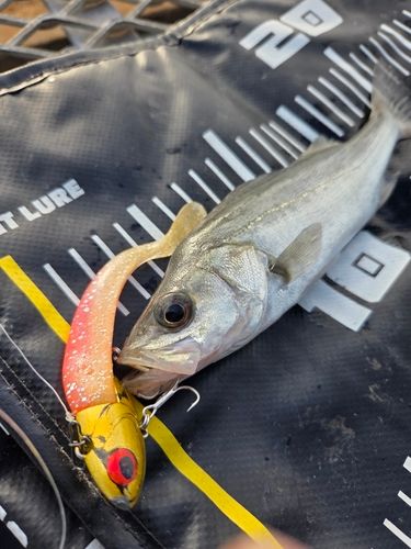 シーバスの釣果