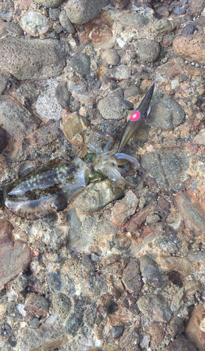 アオリイカの釣果