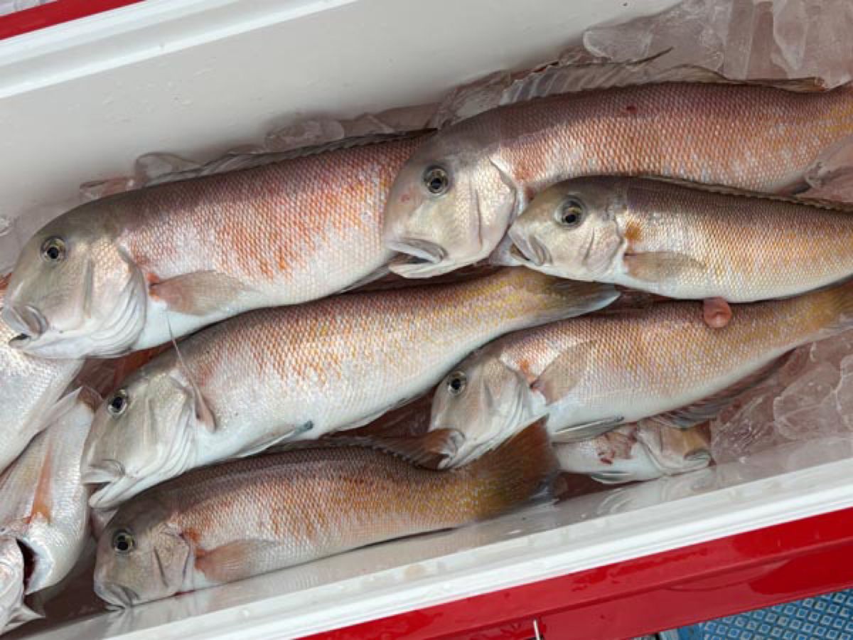 哲遊丸さんの釣果 2枚目の画像