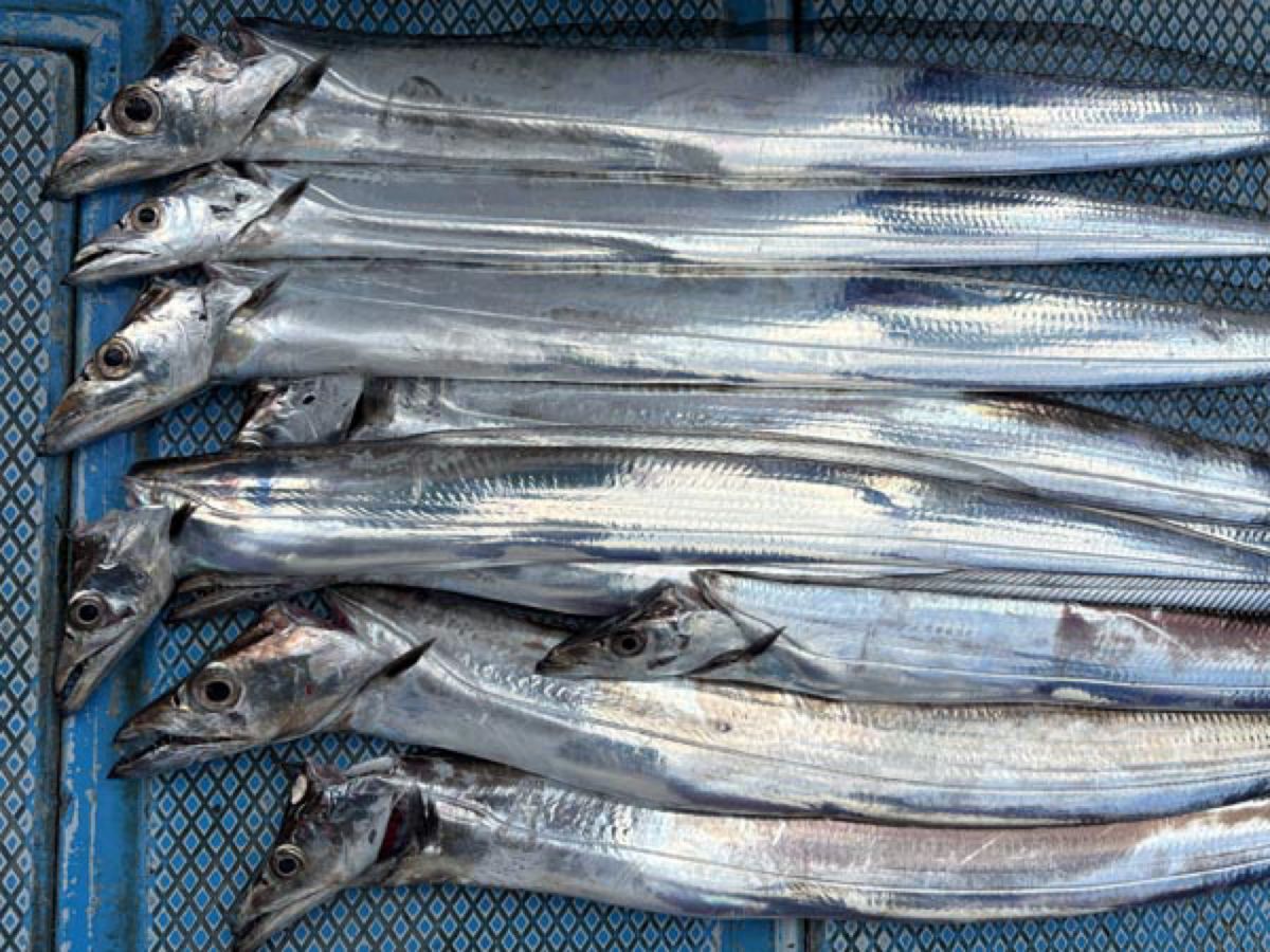 哲遊丸さんの釣果 3枚目の画像