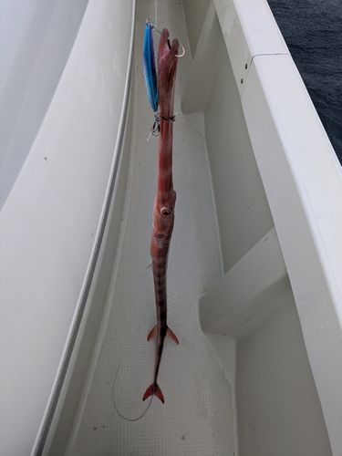 アカヤガラの釣果