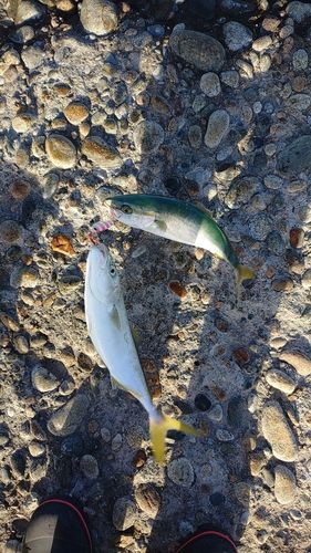 コズクラの釣果