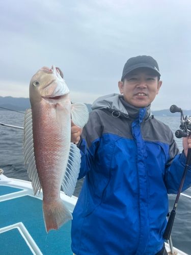 シロアマダイの釣果