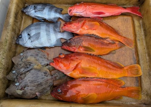 アカハタの釣果