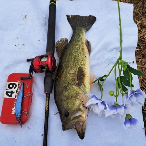 ブラックバスの釣果