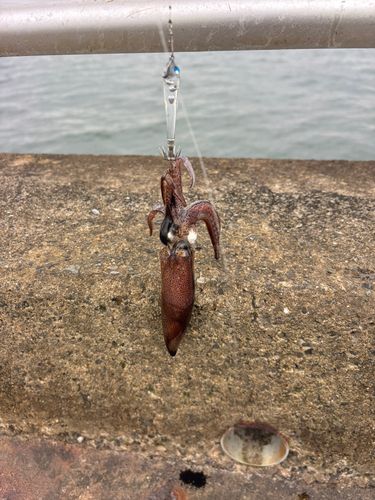 ヒイカの釣果