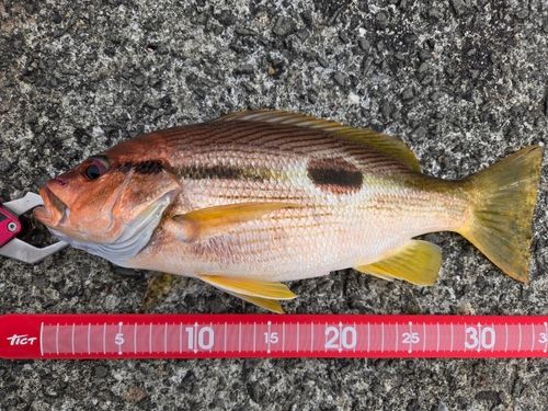 ヨコスジフエダイの釣果