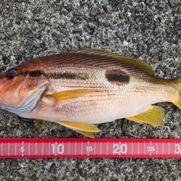 ヨコスジフエダイ