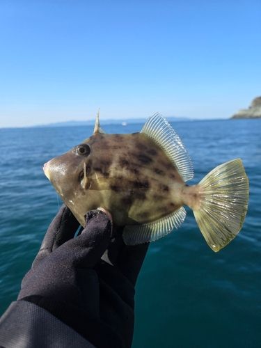 カワハギの釣果