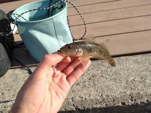 豊洲ぐるり公園