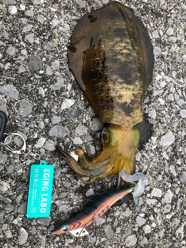 アオリイカの釣果