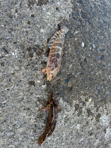 アイナメの釣果