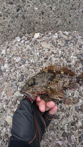 アラカブの釣果