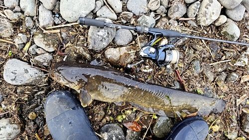 ナマズの釣果