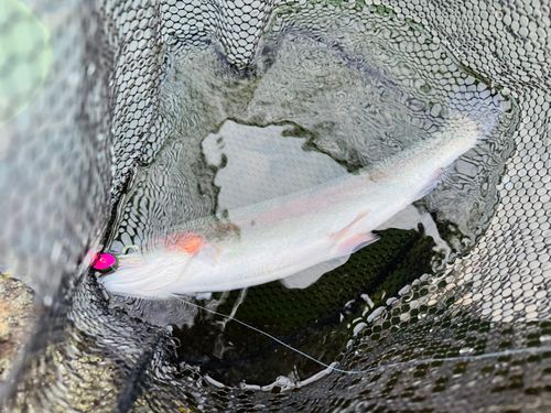 ニジマスの釣果