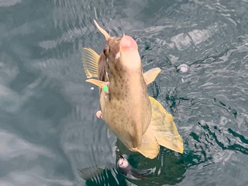 カワハギの釣果