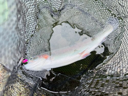 ニジマスの釣果