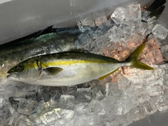 ヒラマサの釣果