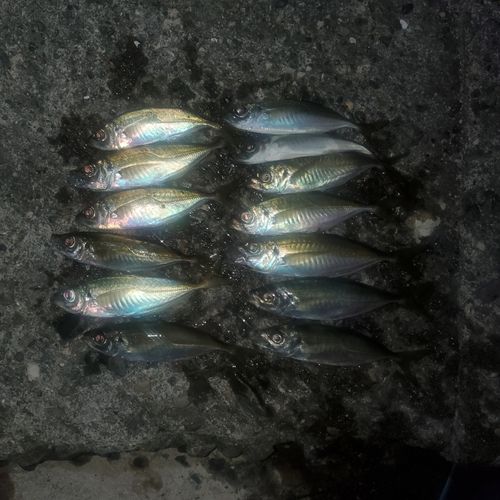 アジの釣果