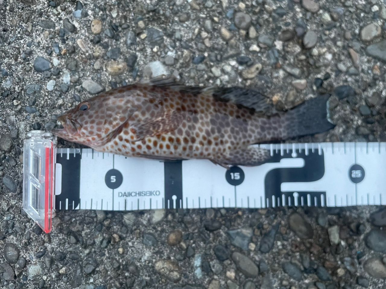 TICT アイスキューブ IC-83TTの最安値・インプレ・釣果 | 本音の口コミ